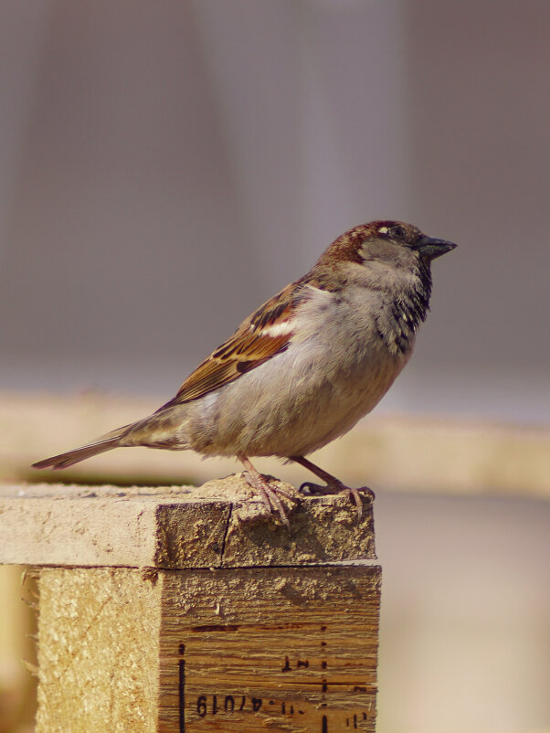 *** - Игорь Бухало