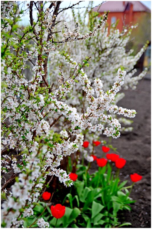 Один раз в год сады цветут. - Михаил К