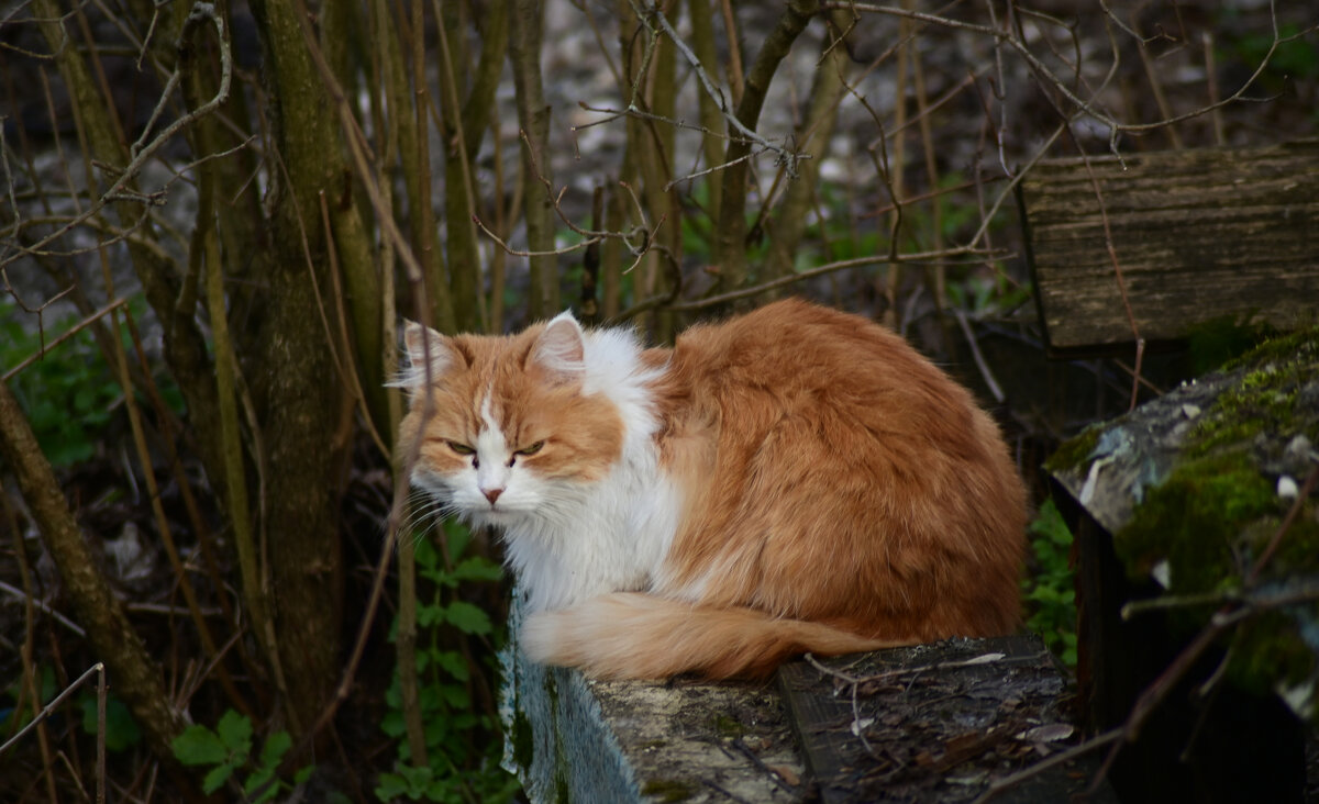 котэ - Константин Сафронов
