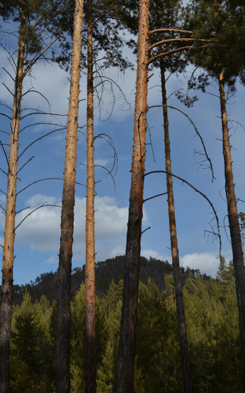 *** - Наталья Покацкая