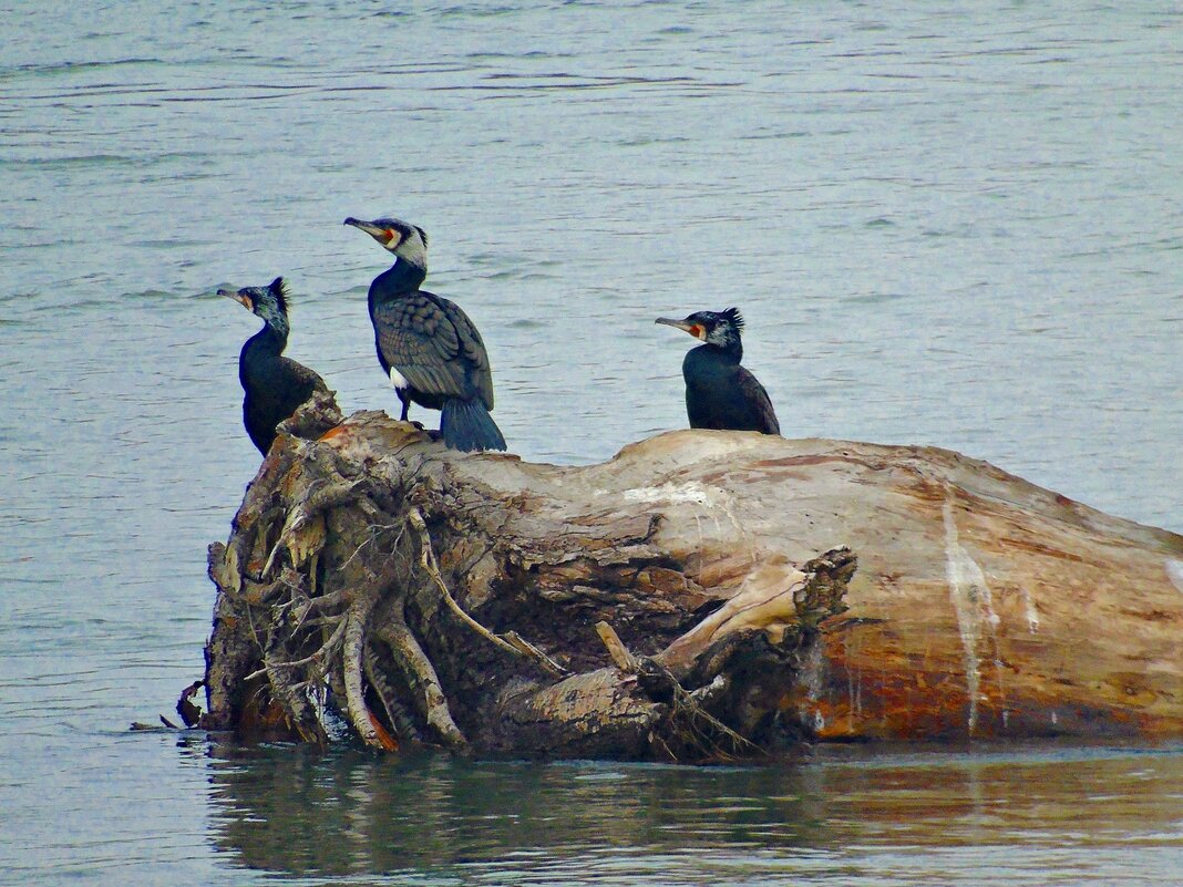 Трио "BАCLАNS" прилетело на гастроли - Aндрей Антонов Трио "BАCLАNS" прилетело на гастроли - Aндрей Антонов