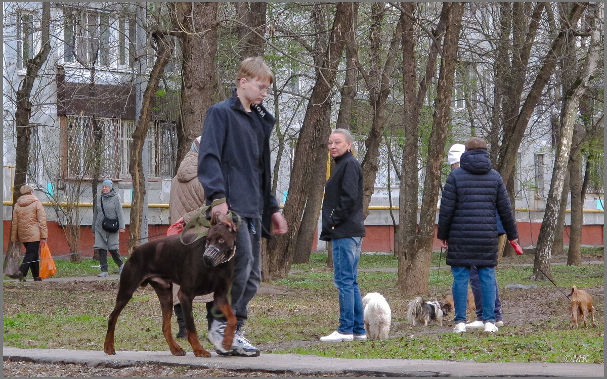 Доберман - Михаил Кобзев