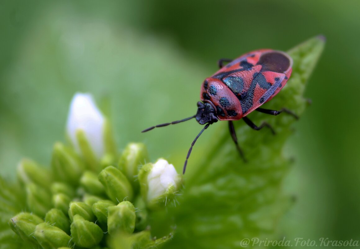 Солдатик на цветке - Tina Kott