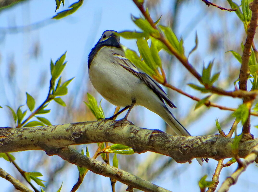 Трясогузка на дереве - Александр Чеботарь