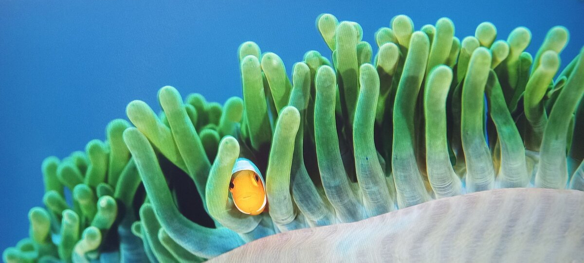 ЗАТЫРИЛСЯ !... :) - Валерий Кокорев