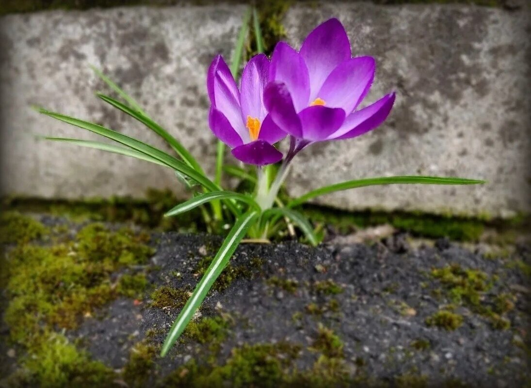 Дуэт крокусов - Елена Сухорученкова