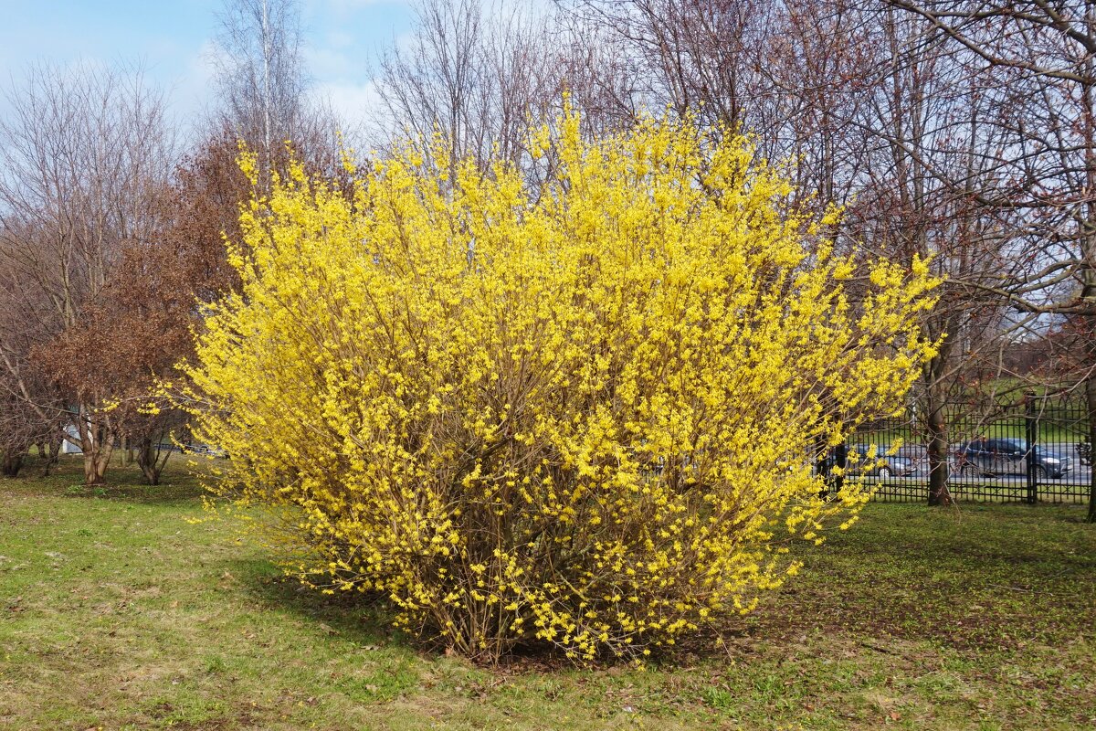 Форзиция - Nataly St. 