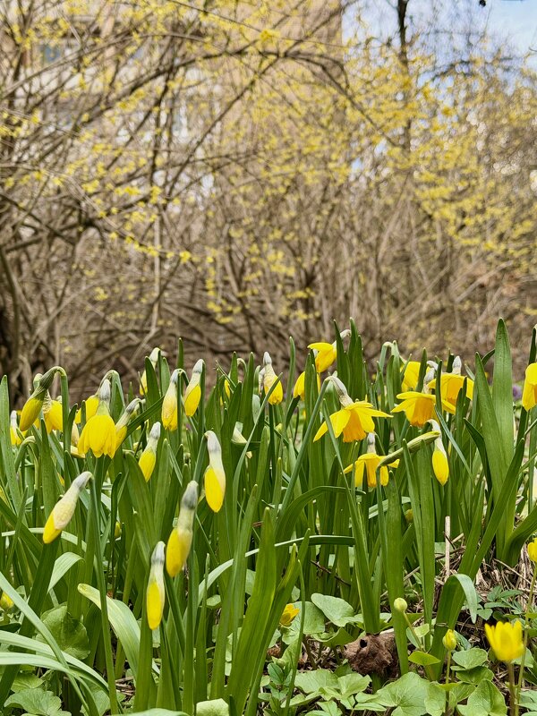 Весна в жёлтом. - Pippa 