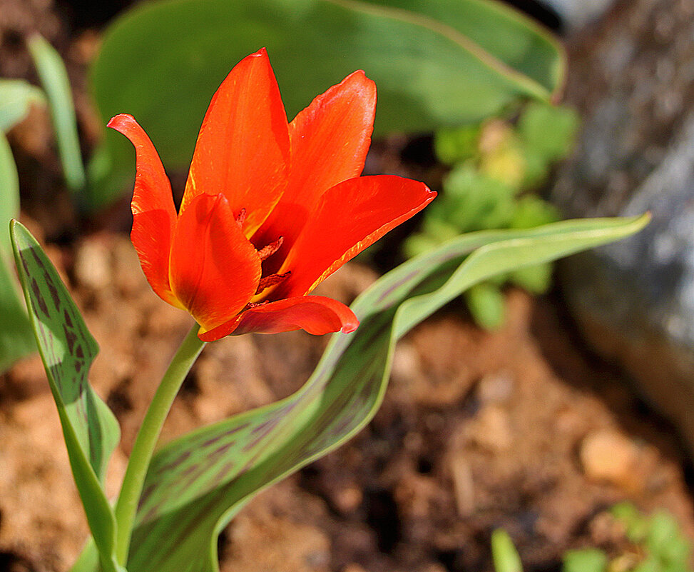 Первый апрельский тюльпан - Светлана 