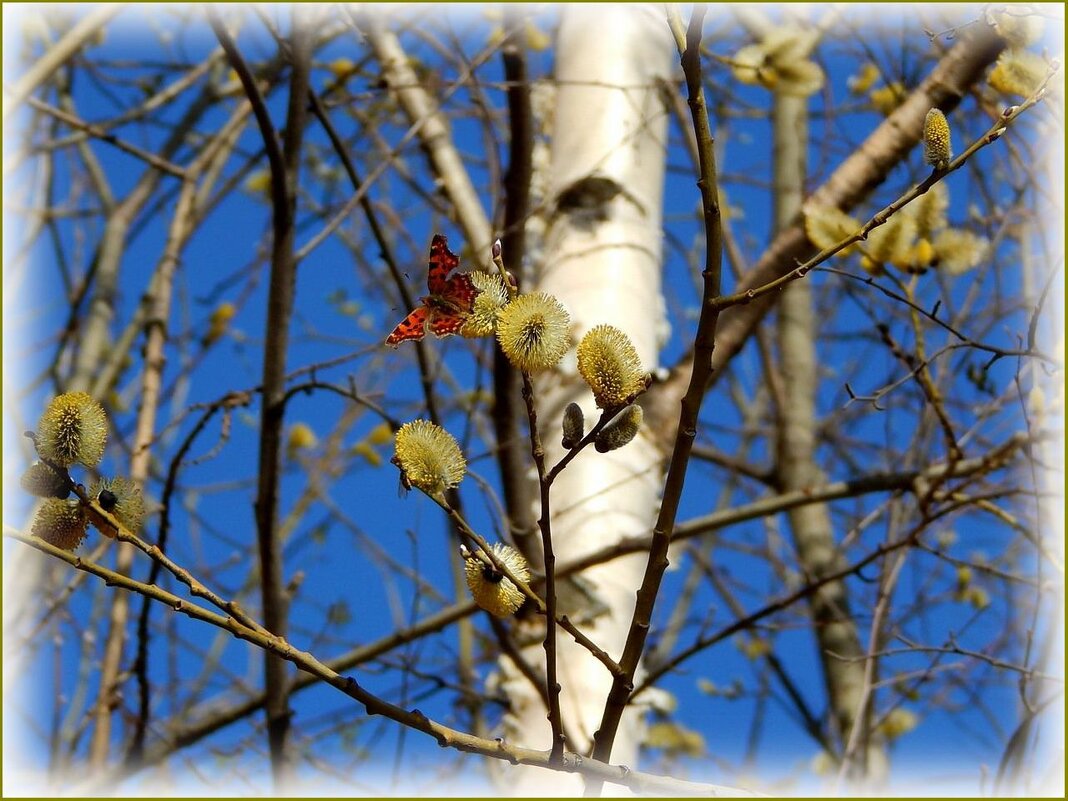 Весны красивые моменты ... - Валентина Надсон