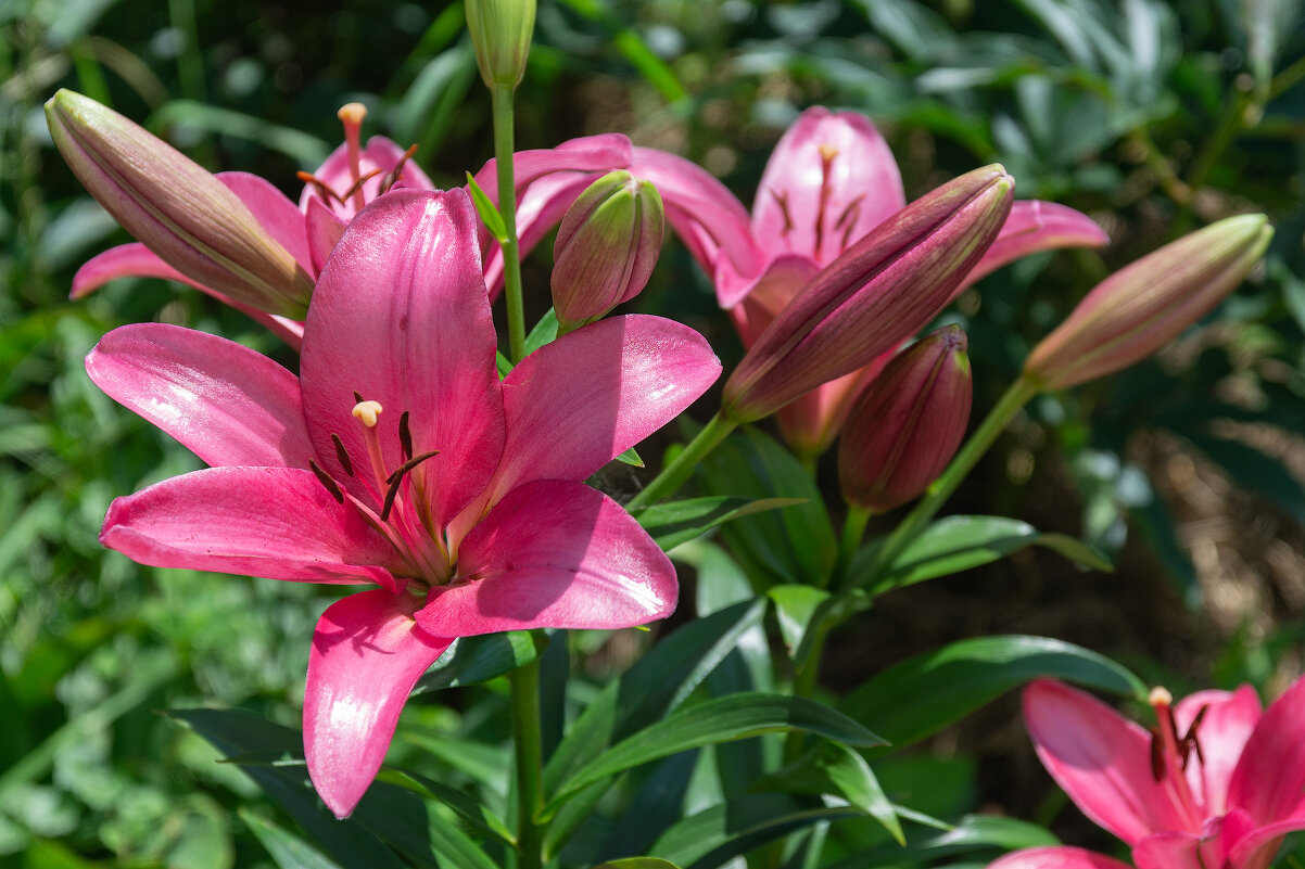 *** - Виктор Иванович Чернюк