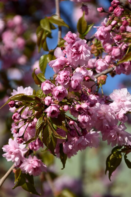 Апрель. Сакура - Павленко Михаил 