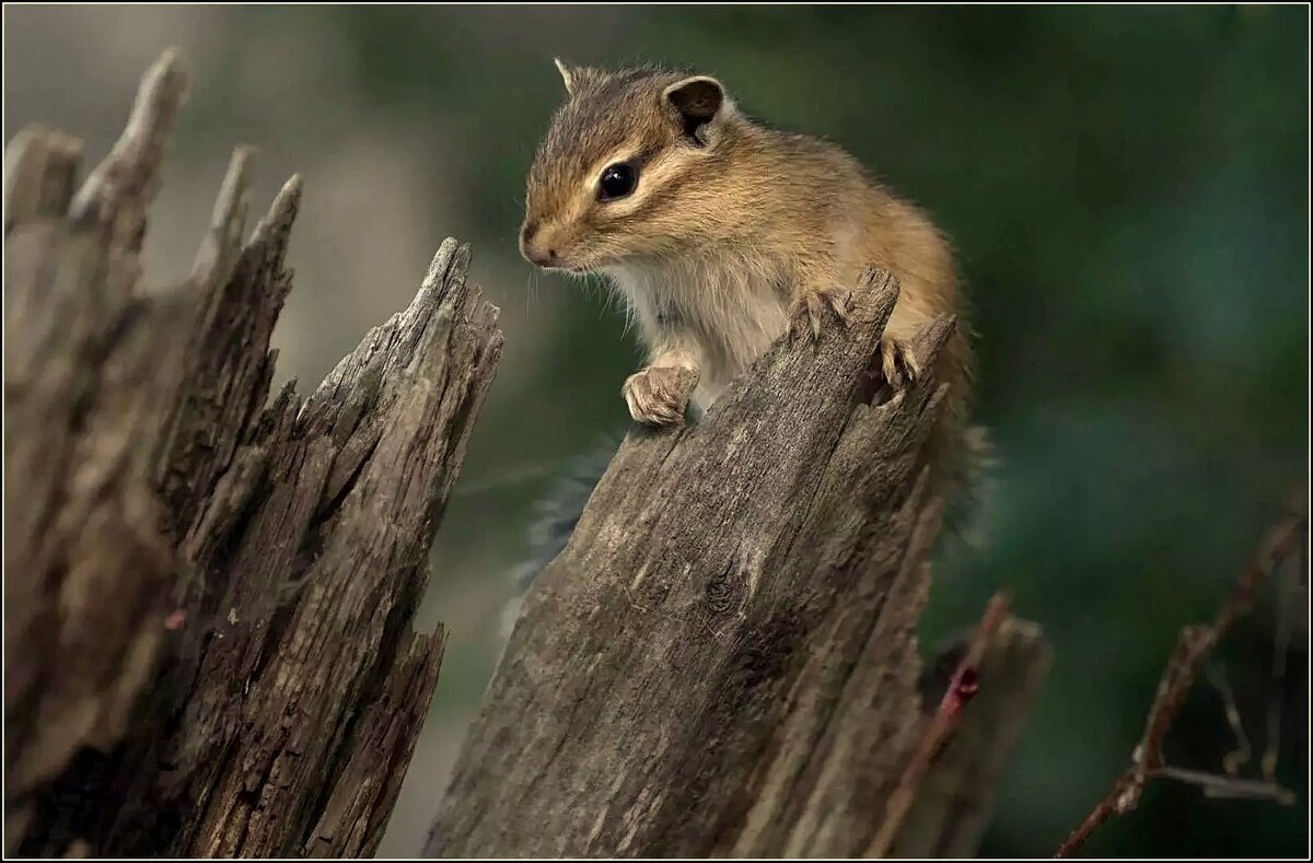 БУРУНДУЧОК ... - Владимир Железнов