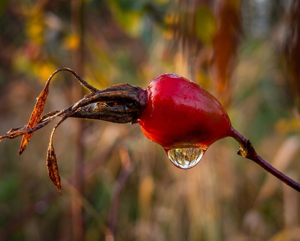 Капля воды на спелой ягоде шиповника - Лилия 