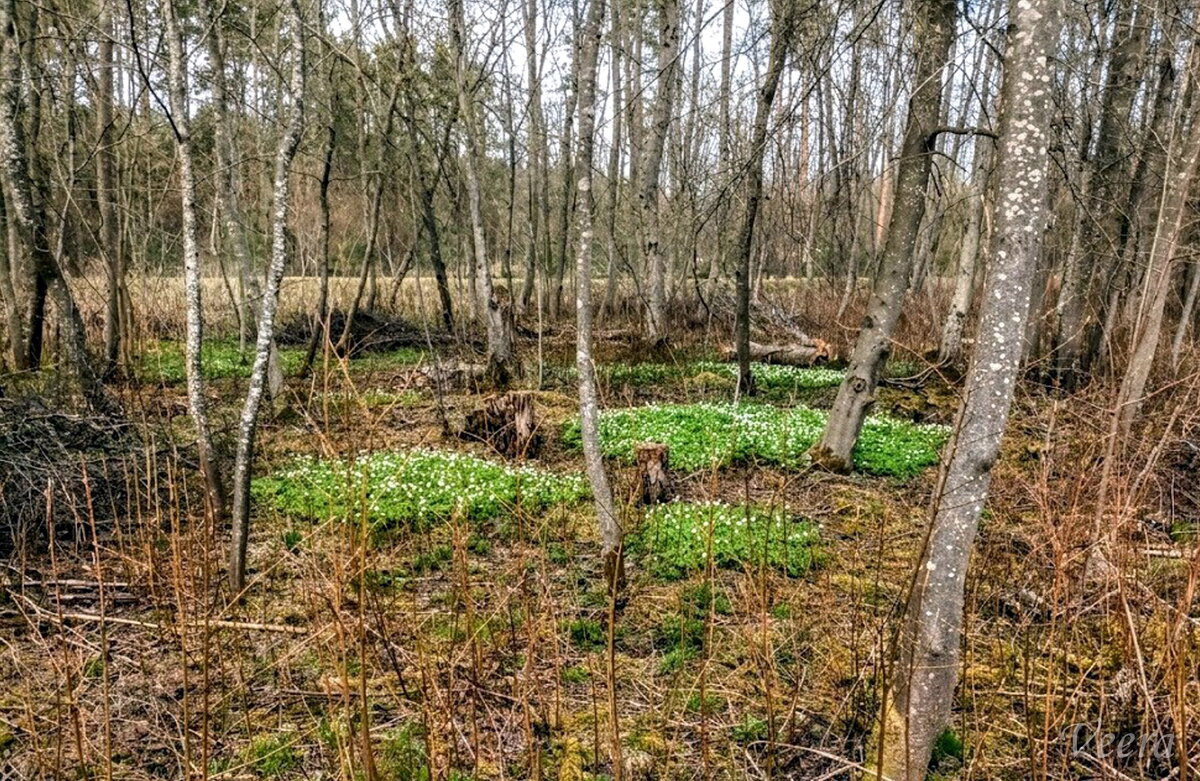 Анемоны - Veera V Анемоны - Veera V