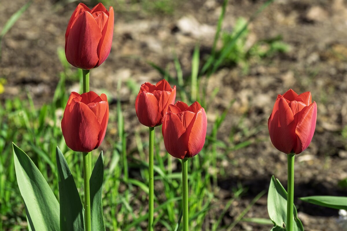 Тюльпаны - Игорь Сикорский