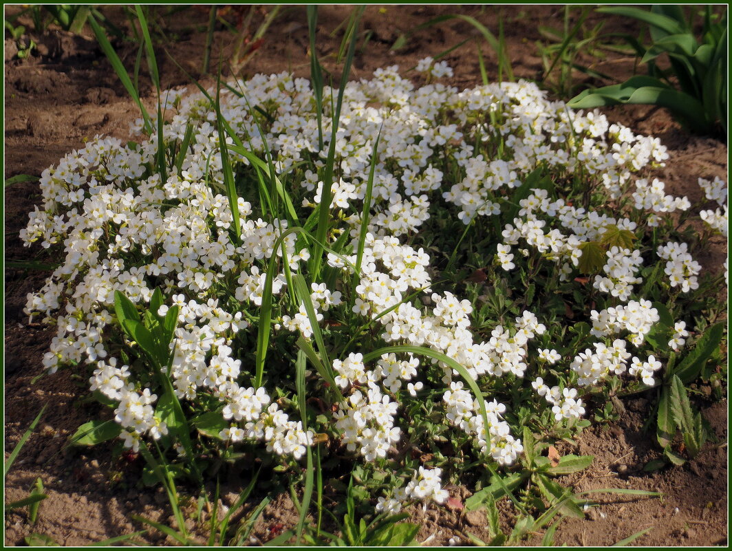 Городские цветы - Ирина Олехнович