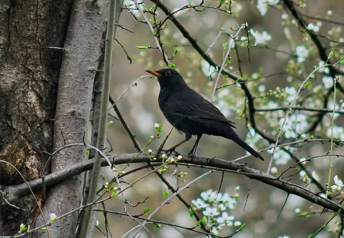 Весна пришла... - Николай Саржанов
