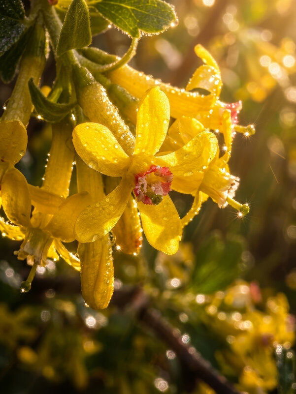 Свежее утро - Валерий Ткаченко