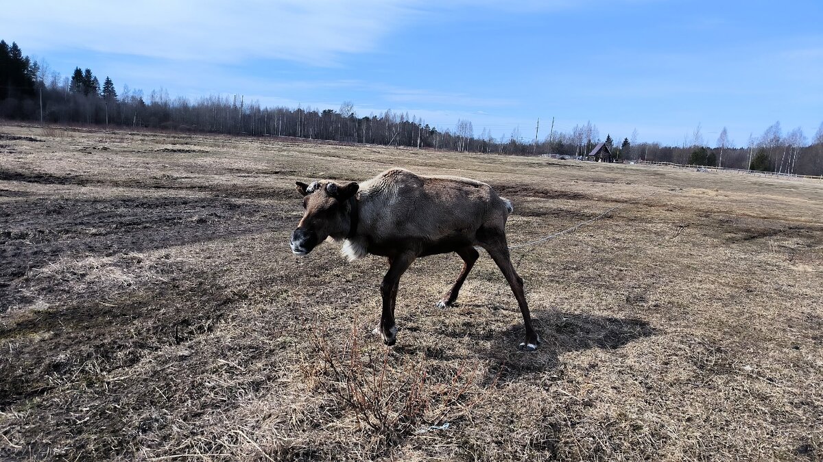 Яшка грустный - он потерял рога! - Ольга 