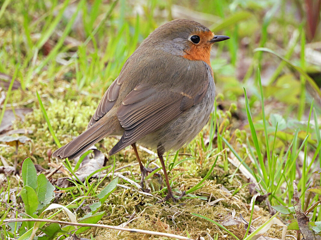 Зарянка - Лина 