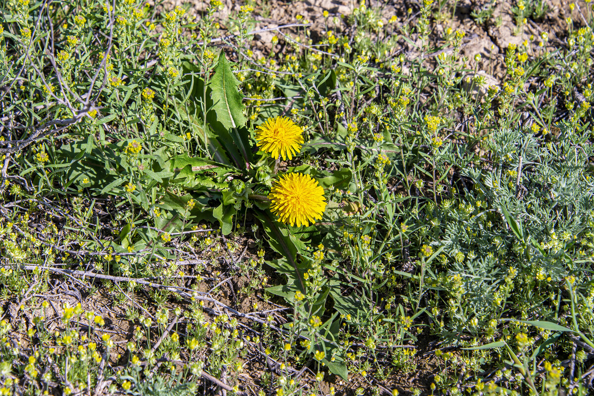 В степи - Анатолий Чикчирный