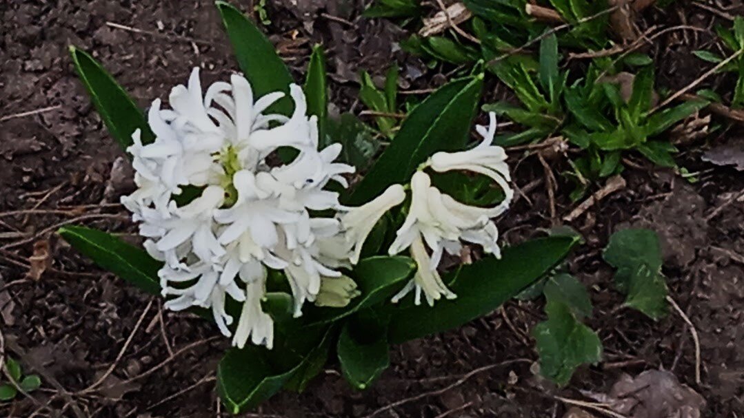 первые гиацинты на клумбах - Елена Шаламова