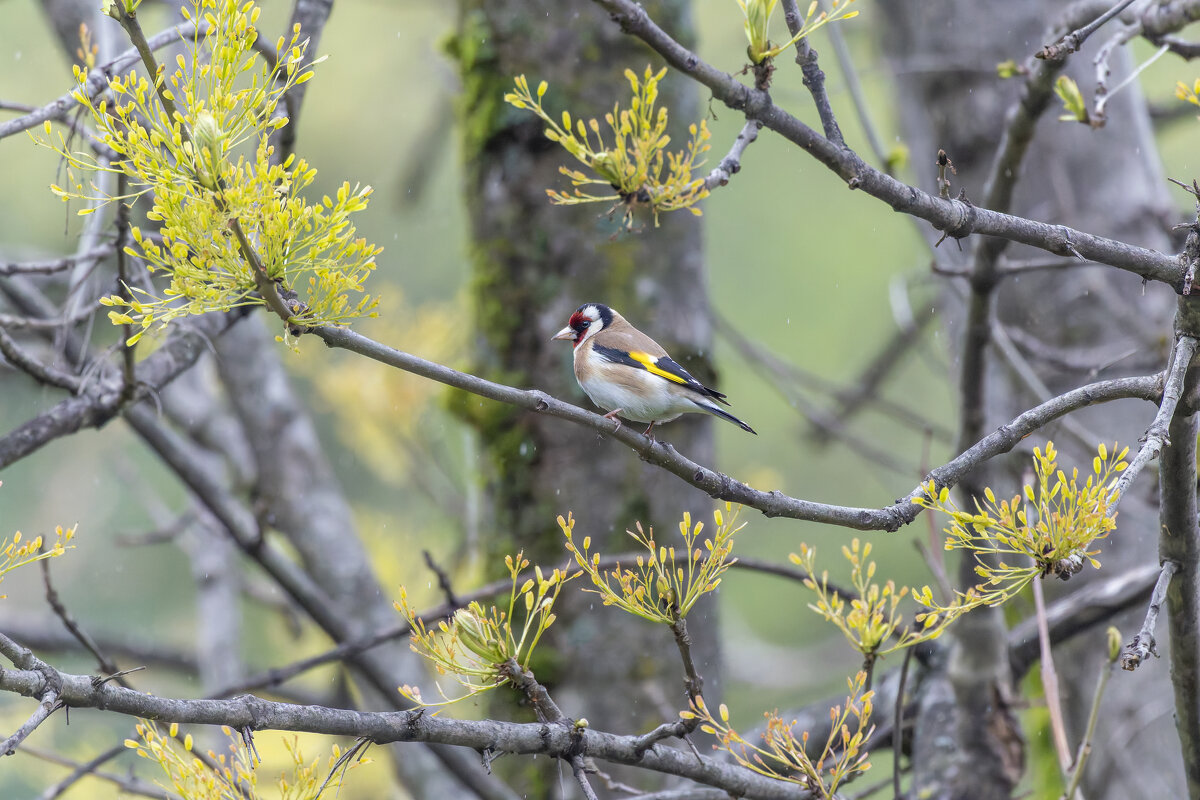 щегол - юрий макаров щегол - юрий макаров