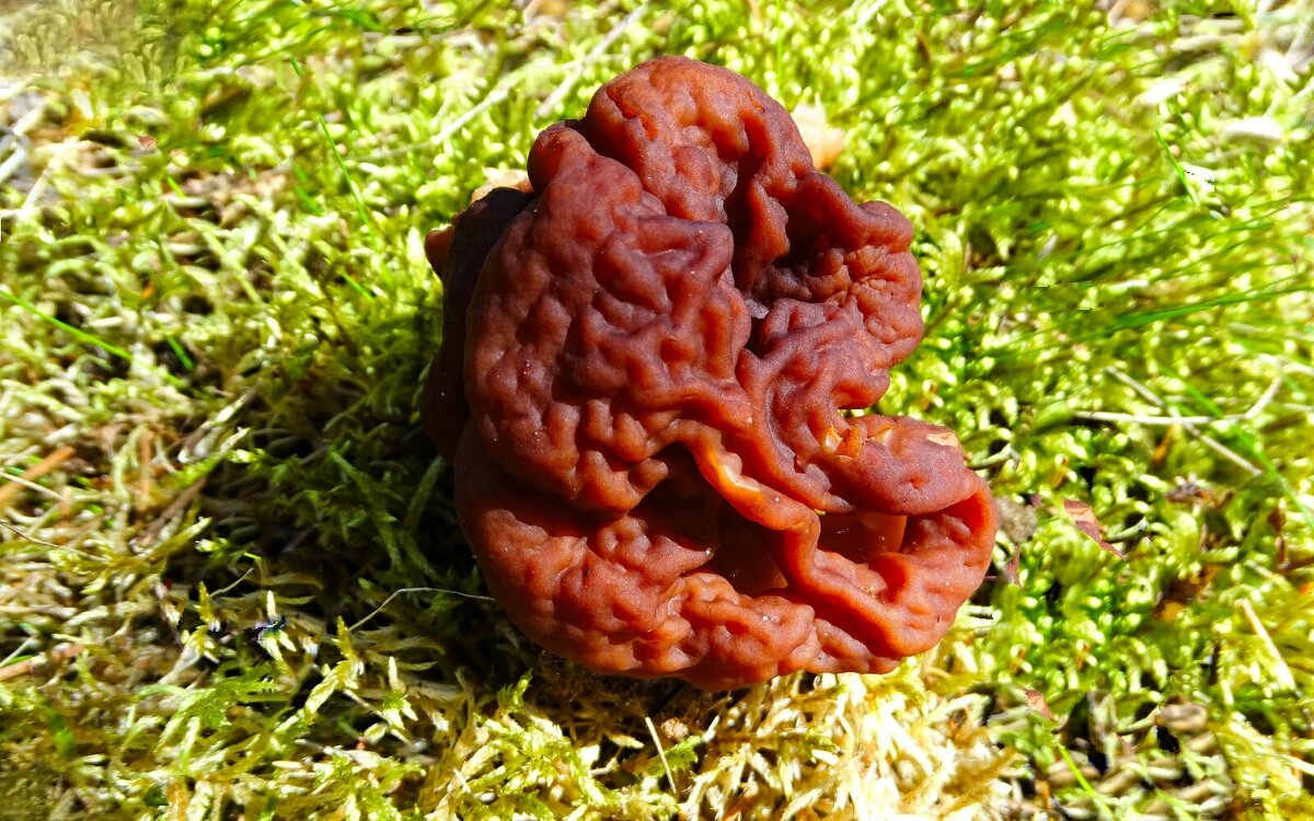 Весенний гриб строчок. - Милешкин Владимир Алексеевич 