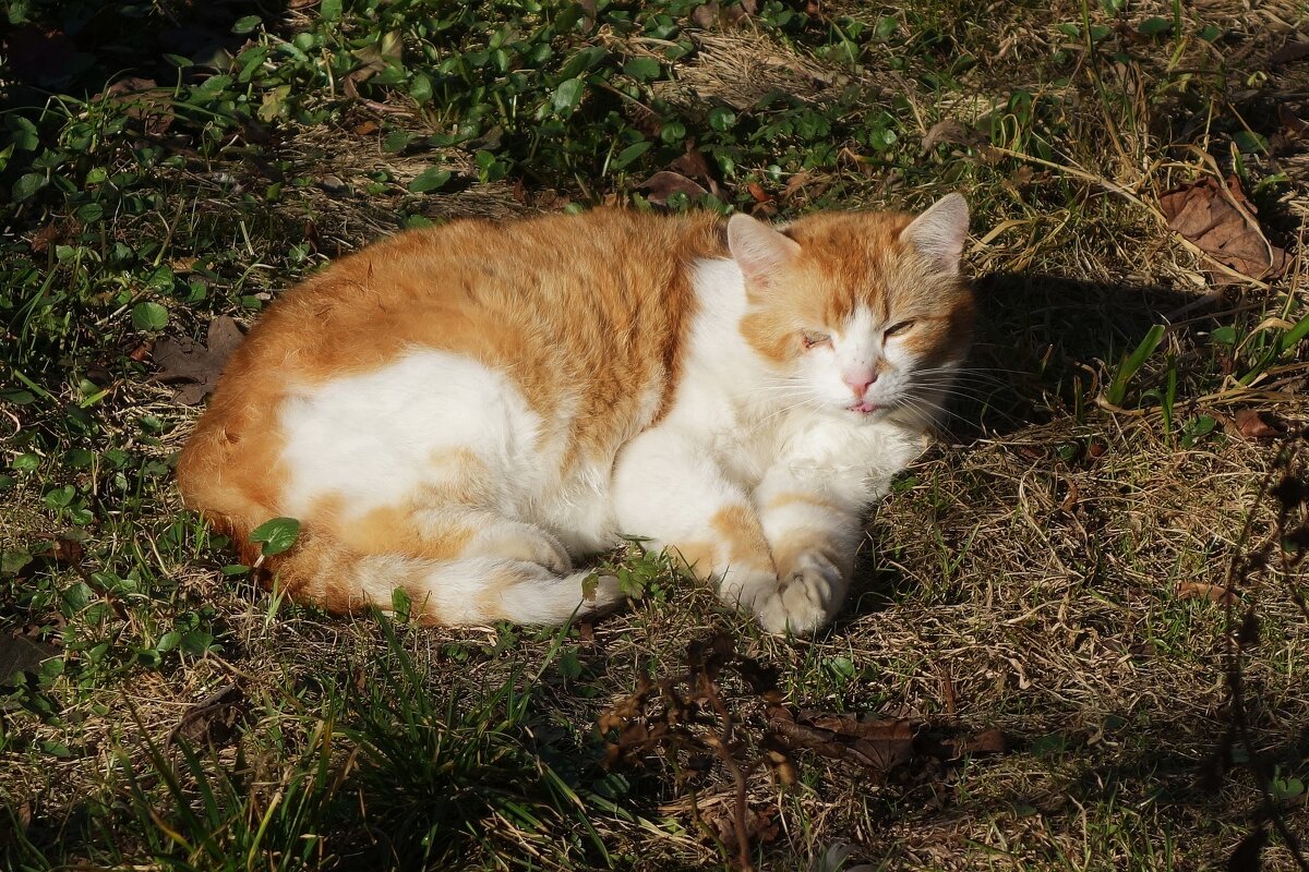 Мартовские кошки - Рита Симонова