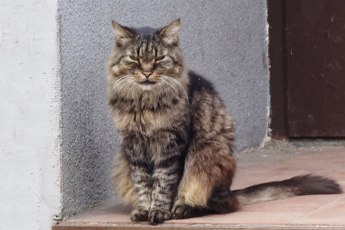 Мартовские кошки - Рита Симонова