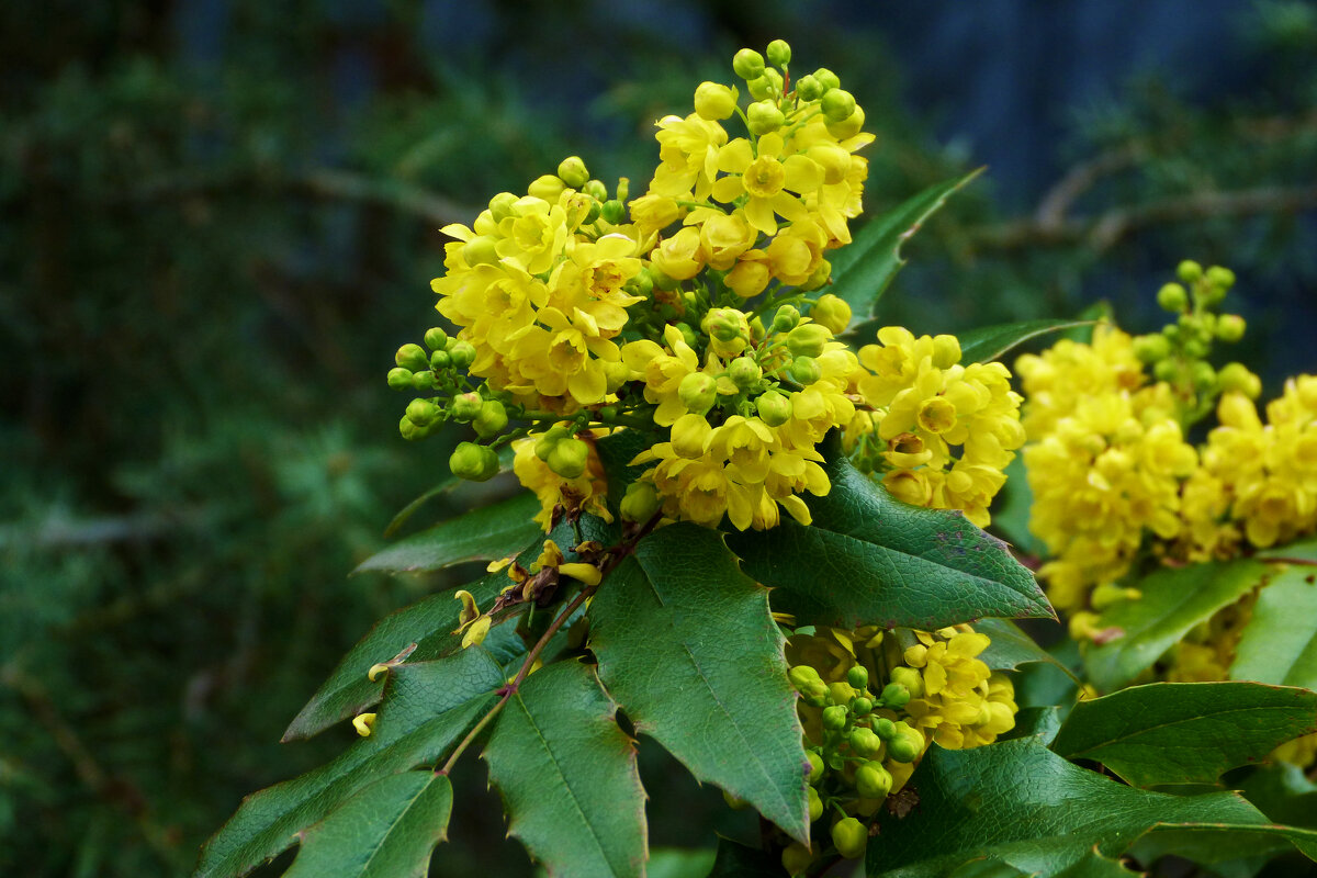 Магония падуболистная - Валентин Семчишин