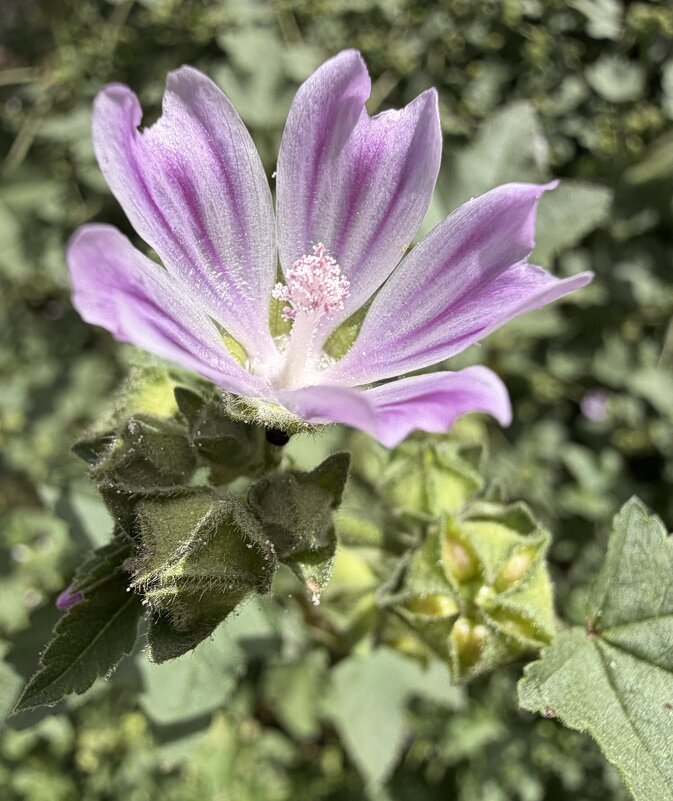 Калачик - Александр Деревяшкин