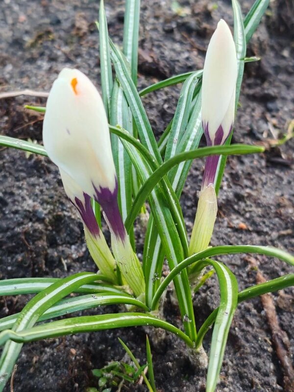 Пробуждение - Елена Семигина