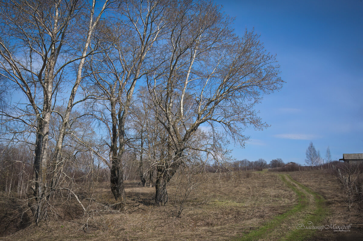"Весеннее возрождение. Пущино"© - Владимир Макаров "Весеннее возрождение. Пущино"© - Владимир Макаров