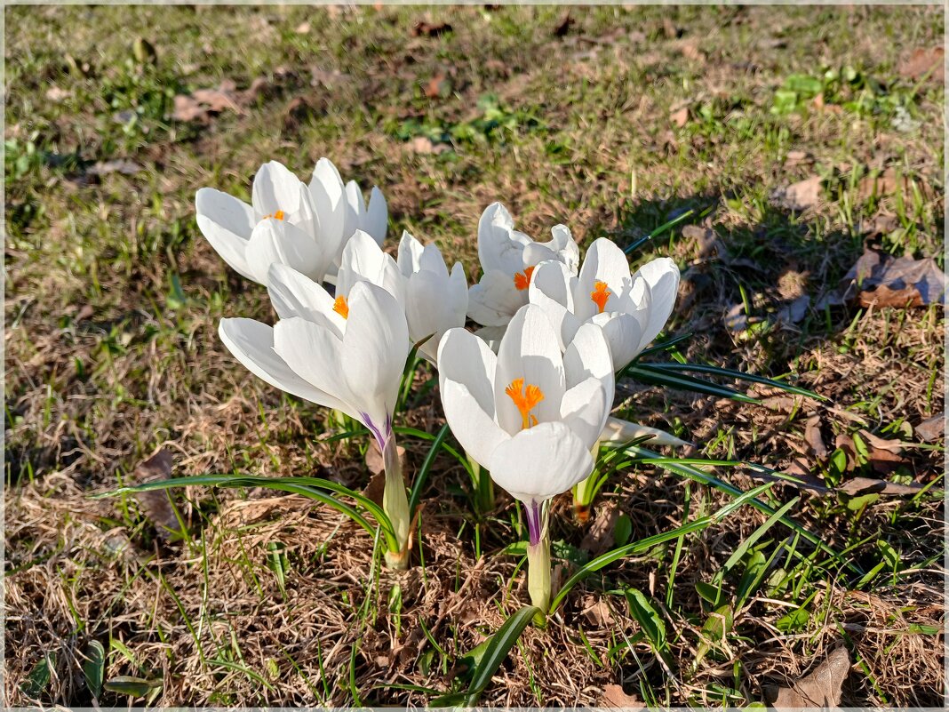 Белоснежные и нежные! - Лия ☼