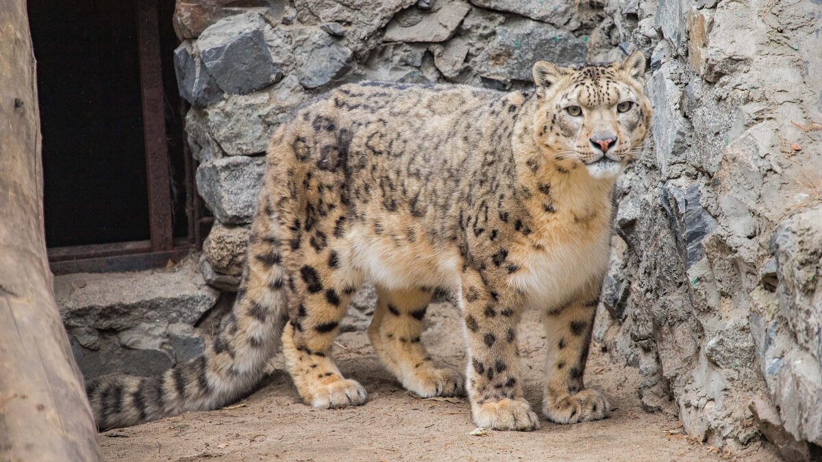 снежный барс - Аркадий Лаптенко