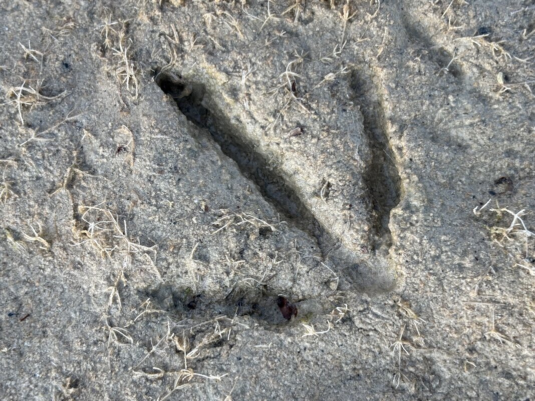 След - Ольга Савельева 