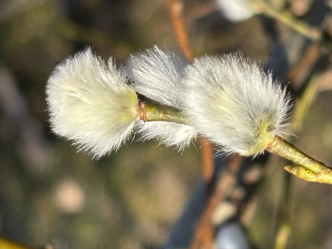 Пушистики - Ольга Савельева 