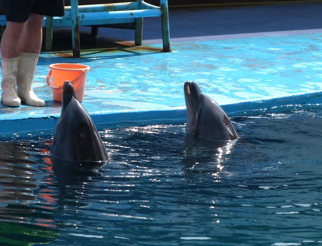 В океанариуме - Мишель71 