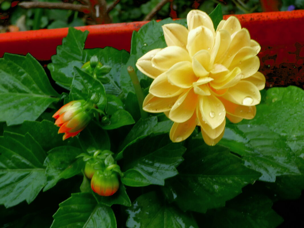 РАННИЕ ГЕОРГИНЫ ПОСЛЕ ДОЖДЯ -2 - Елена Куприянова 