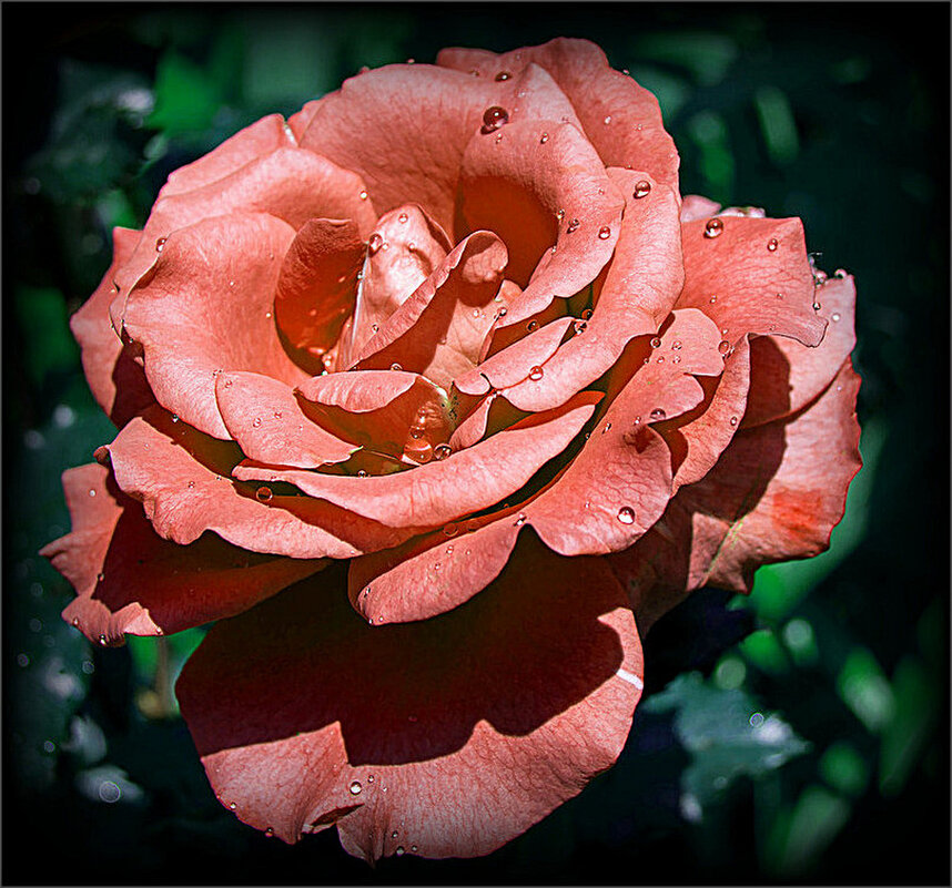 Розовая розочка из сада. - Наталья ***