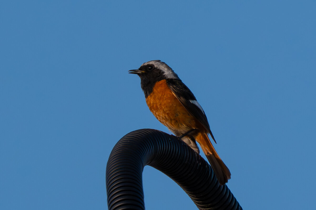 Даурская горихвостка - Сергей Флетчер