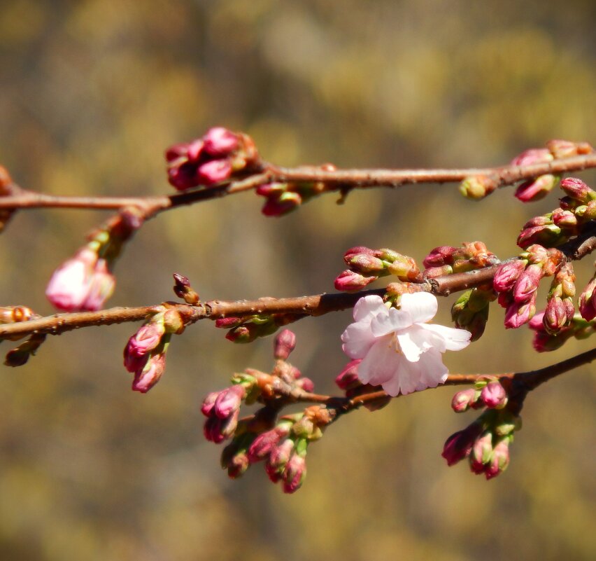 Сакура зацвела в саду Дружбы - Магомед .