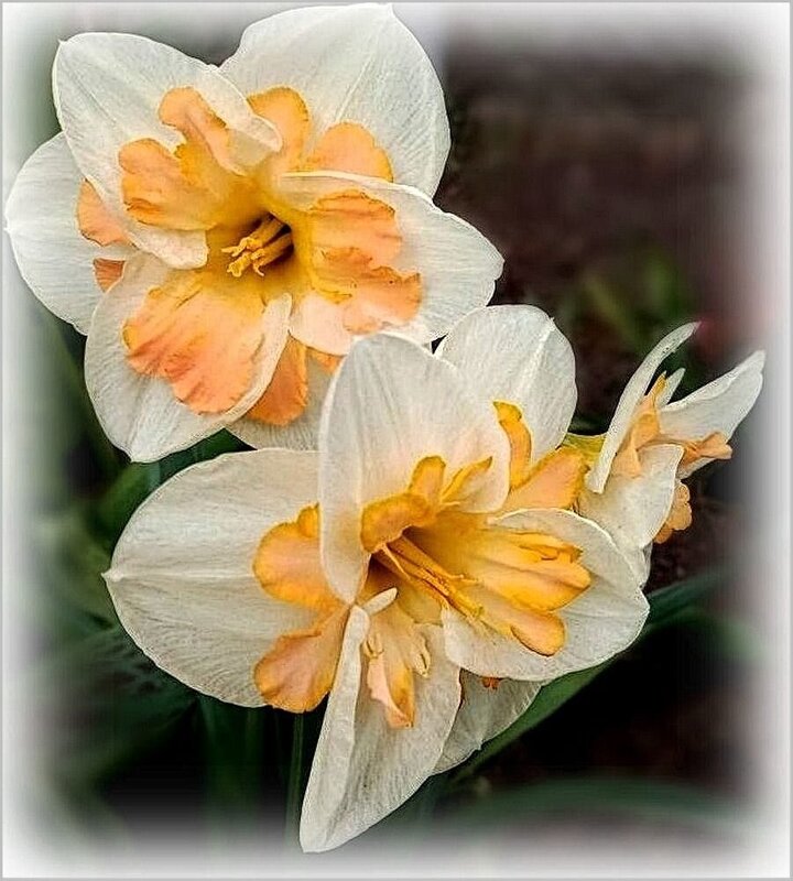 Орхидейные нарциссы - Елена Сухорученкова