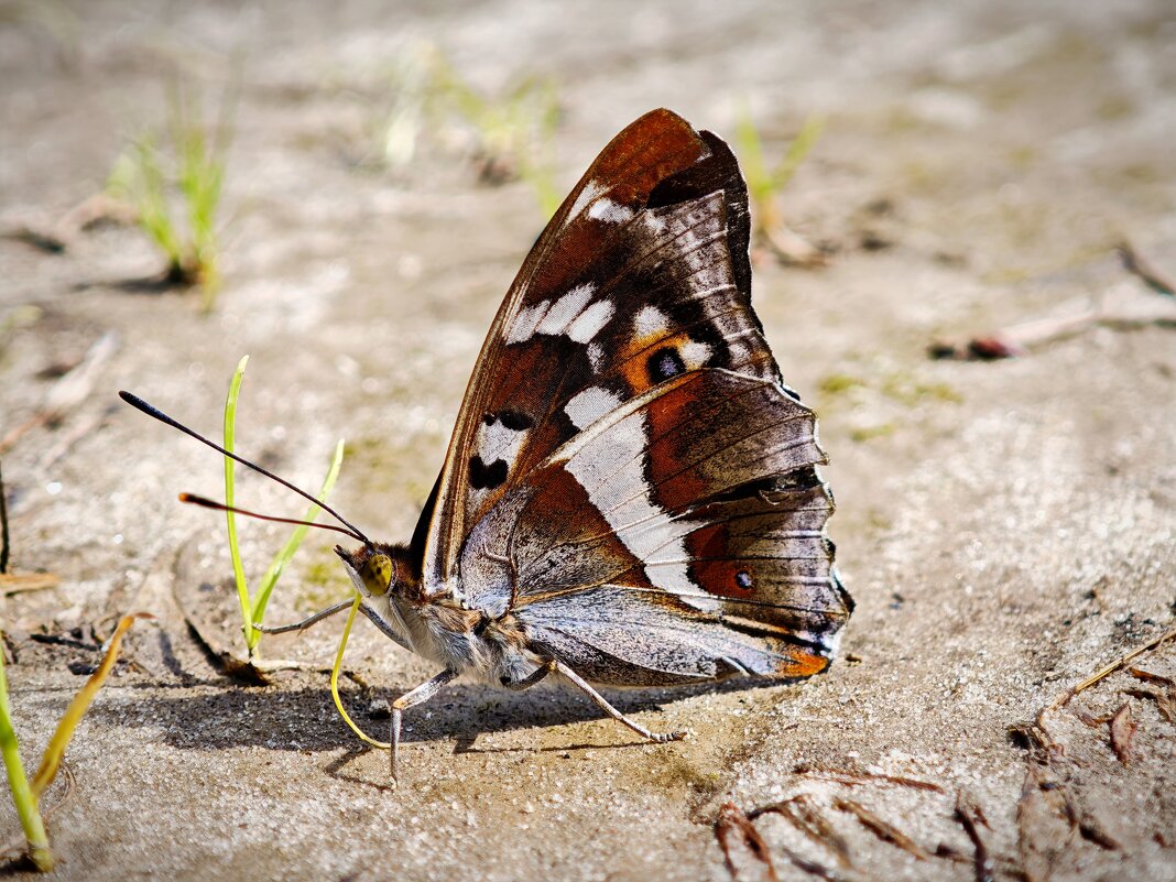 Бабочка - Александр 