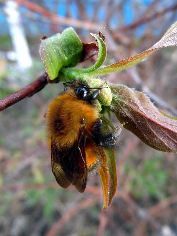 Ещё цветы не распустились. - nadyasilyuk Вознюк Ещё цветы не распустились. - nadyasilyuk Вознюк