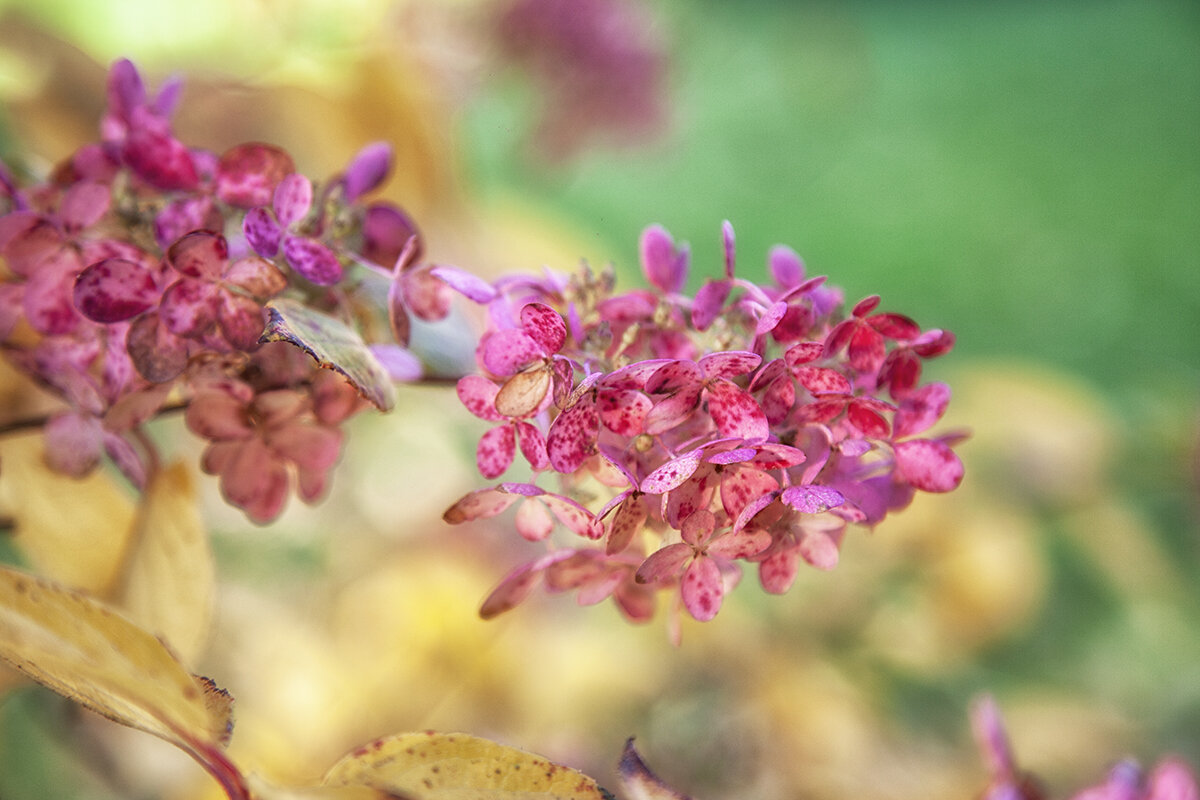 Осенние акварели. - Лилия * Осенние акварели. - Лилия *