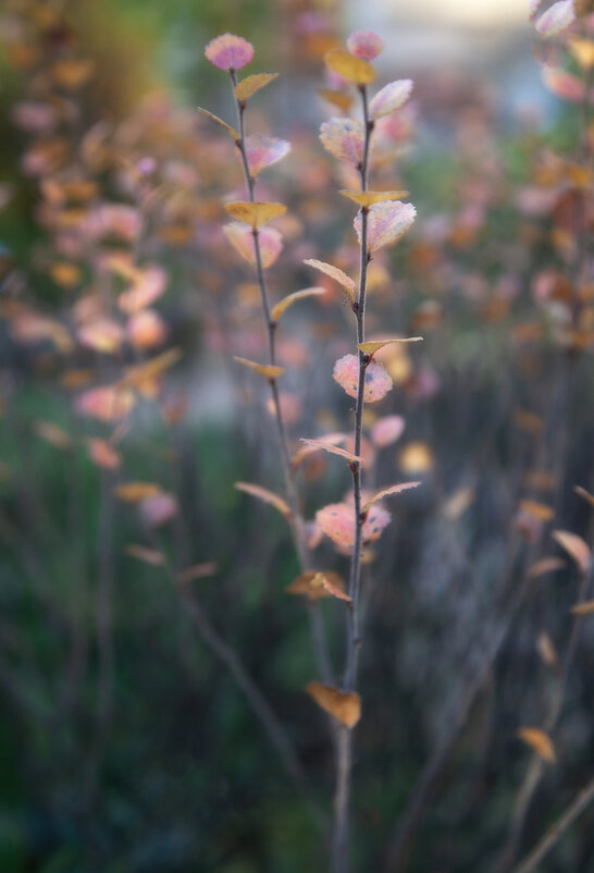 Осенние акварели. - Лилия * Осенние акварели. - Лилия *