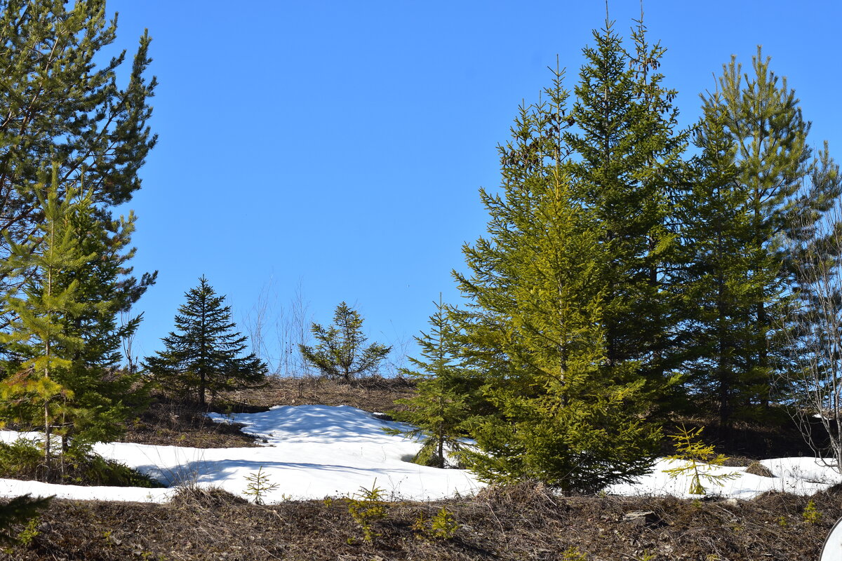 елки в апреле - petyxov петухов елки в апреле - petyxov петухов